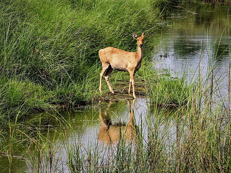 Bardiya National Park