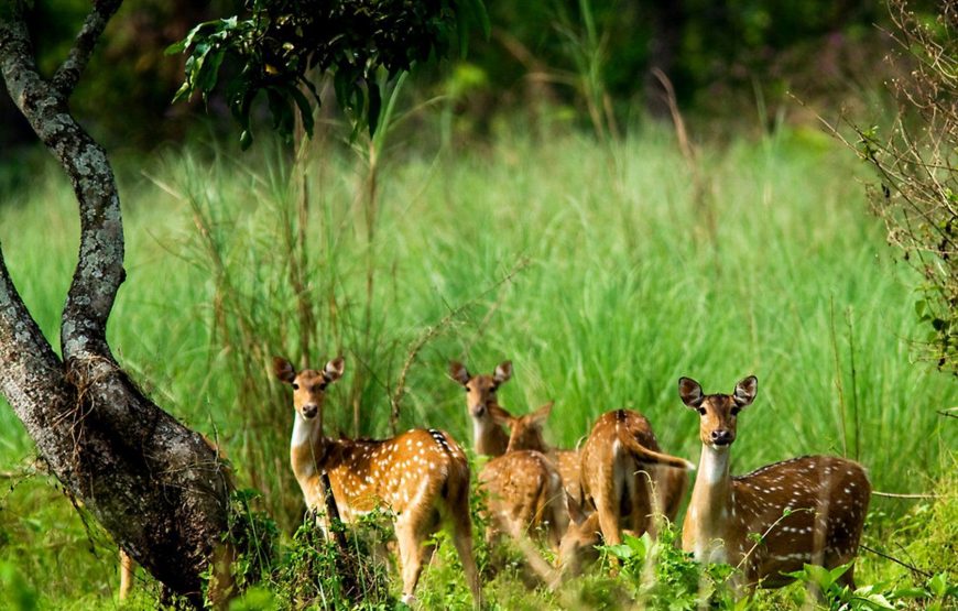 ShuklaPhata Wildlife Reserve