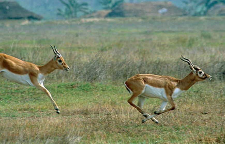 Bardiya National Park