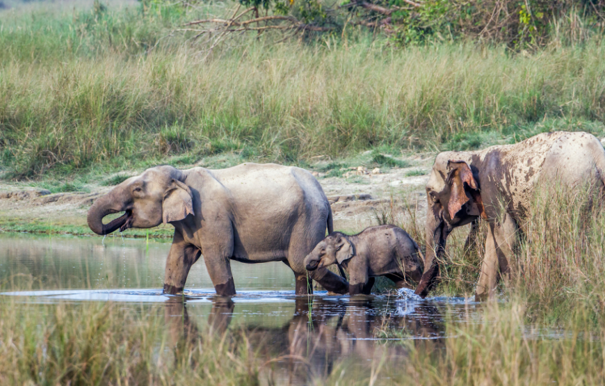 Bardiya National Park