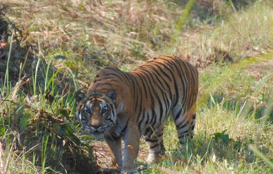 Bardiya National Park